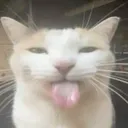 jailowy