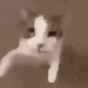 jailowy