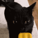 avatar kitten🍒