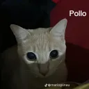 insano_rocket avatar