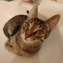 Аватар 1danial2_01428