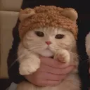 burgerwydd