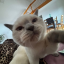 avatar 𝘿𝙖𝙝𝙡𝙞𝙖