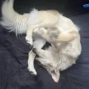 ntttx