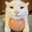 _kilo_0190_61056 avatar