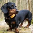 Аватар tomioka0838