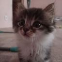 avatar ლ(╹◡╹ლ)  glacuś*