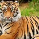 shadowhunter0784 avatar