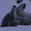 avatar jolly jukes 🎄