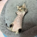 avatar Mimi cracra 💩