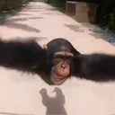 arcticjj