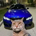 rasantwildnis