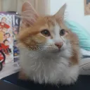 bananacat.lives avatar