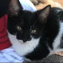 br1an_vet_23417 avatar