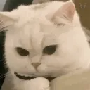 _kenzyz