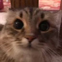 gummyball3139 avatar