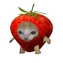 5sdq avatar