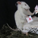 avatar Saydee (I love my good boy zx)