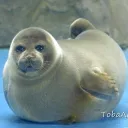 silaschan.