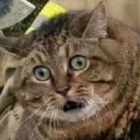 1261374331618's Avatar