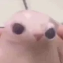 zet_papu avatar