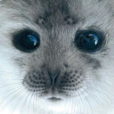 nankiie member profile picture