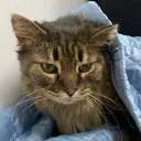 catmasterua
