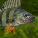 avatar Perch
