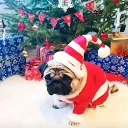 Аватар rlxgidrouse