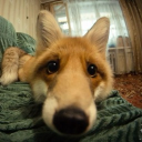 avatar foxyyy