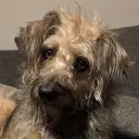 wolfserror