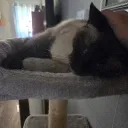 apache.mews