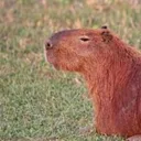 sr.carpincho._29347 avatar