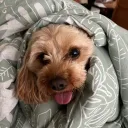 danicky_