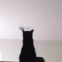 dxrkwolf_.