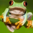 mightytreefrog