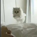 Аватар kotynya5.0