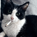 avatar Käsebrötchen