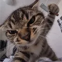 bazookya