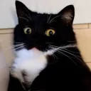 poopyfarts96397 avatar