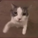 Аватар kot111111