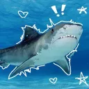 .shark.bite.