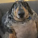fofaumr7