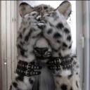 avatar αηgєℓ .ᐟ