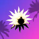 sunstract