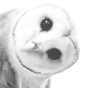 avatar 𝔰𝔫𝔬𝔬𝔭