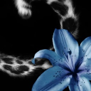 avatar vello