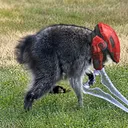 fer4lraccoon
