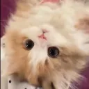 7w0d
