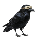avatar raven